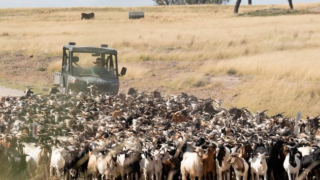 The scene at Grassland Goats in Queensland. Picture: Stephen Henry