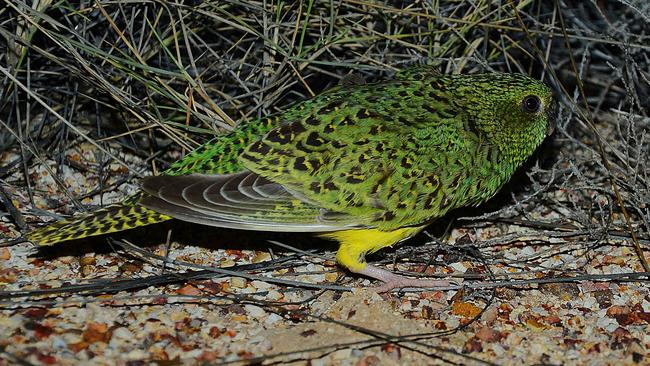 The images of the Night Parrot taken by ecologist John Young. Picture: JOHN YOUNG