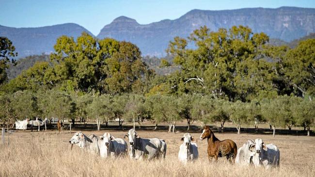 STUNNING BACKDROP: Rosevale property "Argyle" is up for sale. Picture: Contributed