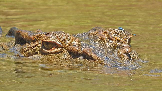 From sharks to salties, Queensland’s tropical north can be a dangerous place.