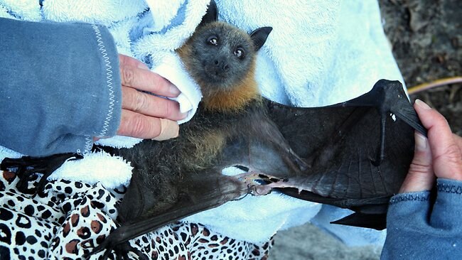 Nets Trapping Bats In Fruit Season The Courier Mail