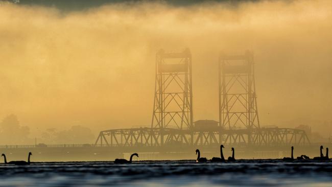 Black Swans at Granton. Picture: KELVIN BALL