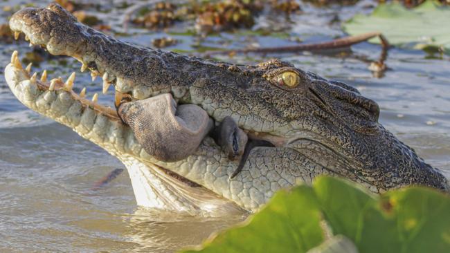 Mother and daughter Georgina and Jacinta Barbour captured these photos of a crocodile eating a snake in the Yellow Water Billabong. Picture: Jacinta Barbour