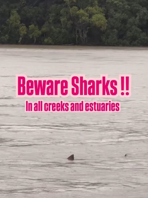 Wild footage of sharks circling the Gold Coast’s canals has emerged as ex-Tropical Cyclone Alfred continues to pelt the east coast with rain and heavy winds. Picture: Instagram