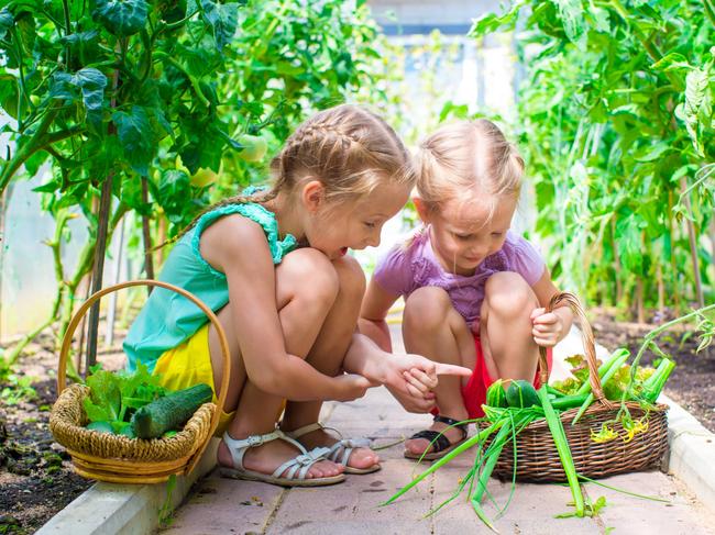 HOME GARDEN Yates is searching for Australia's next top gardener targeting children 16 years and under. It is particularly interested in getting kids involved in growing their own food.