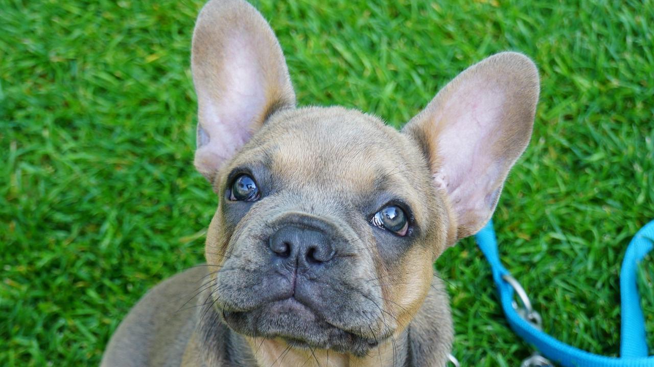 Defamation dogfight: French bulldog breeder Sharryn Aurisch sues Cheryl ...