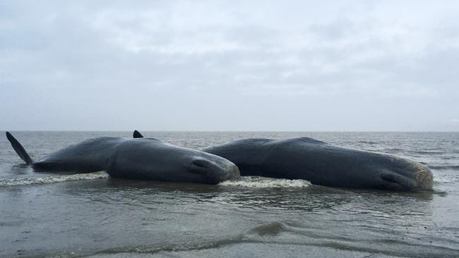 Tragic find ... Two dead sperm whales are seen washed up on a beach near Skegness in northeast England.