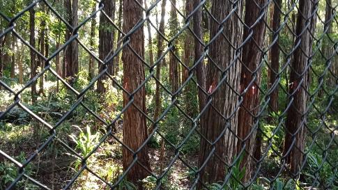 Critically endangered forest at the old IBM site. Picture: Supplied