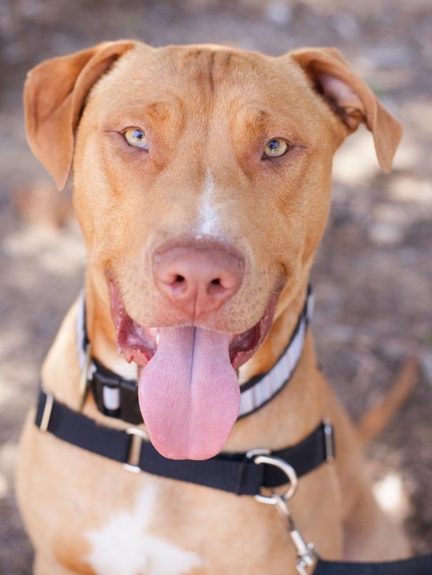 Clifford healthy and with his new family. Picture: RSPCA.