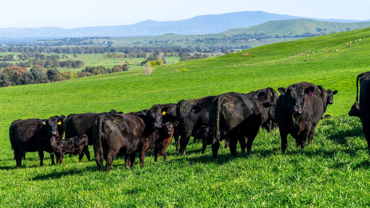 In recent seasons, the aggregation has run a mixed farming enterprise, breeding Dorset, UltraWhite and Afforder Rams, in addition to Angus bulls to complement the family’s northern pastoral operation.