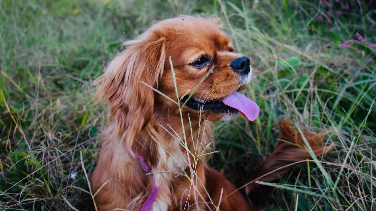 The RSPCA has rescued more than 1100 dogs from council pounds in the year since it renewed its contract with the TRC.