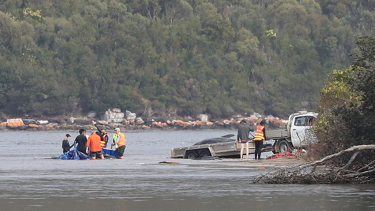 Rescued whales being transferred into the water after being moved from Ocean Beach. Picture: Nikki Davis-Jones