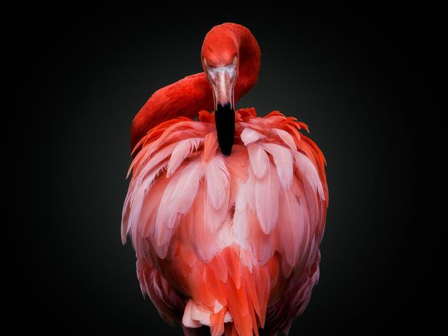 Pedro Jarque Krebs from Peru took this shot of a curious red flamingo, which he titled Watch Your Back.