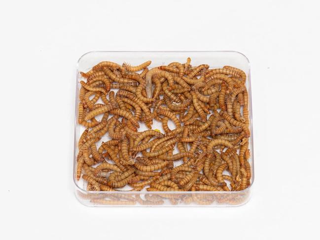 Live mealworms. Picture: Supplied