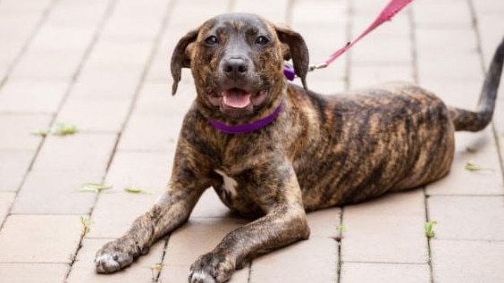 One of the puppies showing healthy weight gain after RSPCA intervention. Picture: RSPCA