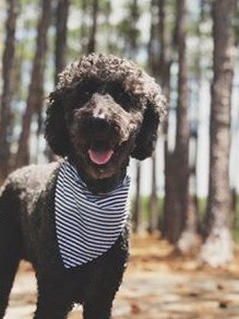 Hudson is a 13-year-old standard poodle - and boy isn’t he a handsome fellow! Submitted by Julie Kenny.