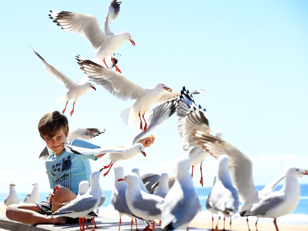 Eli Hillblom, 10, under siege from ravenous Seagulls at Surfers Paradise Beach. Picture: Adam Head