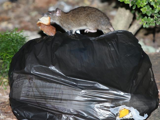 An unusually high number of Rats were seen scurrying around gardens at Goodlet Street, Surry Hills overnight. They were chewing open discarded garbage bags and escaping with food scraps. Pics Bill Hearne