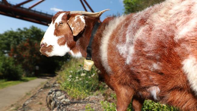 Schnitzel poses for photographs on banks of Nepean River in Penrith. (AAP IMAGE / Angelo Velardo)