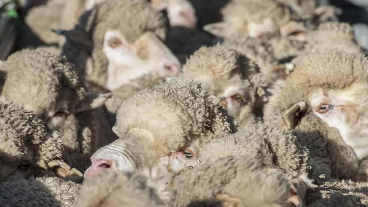 Lamb processors drag market under 800c