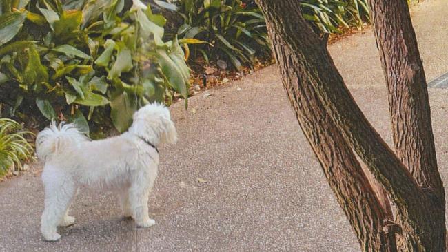 This image of Clarrie standing in his Sandringham driveway saw Bayside Council fine Judy Murphy $288. Picture: supplied.
