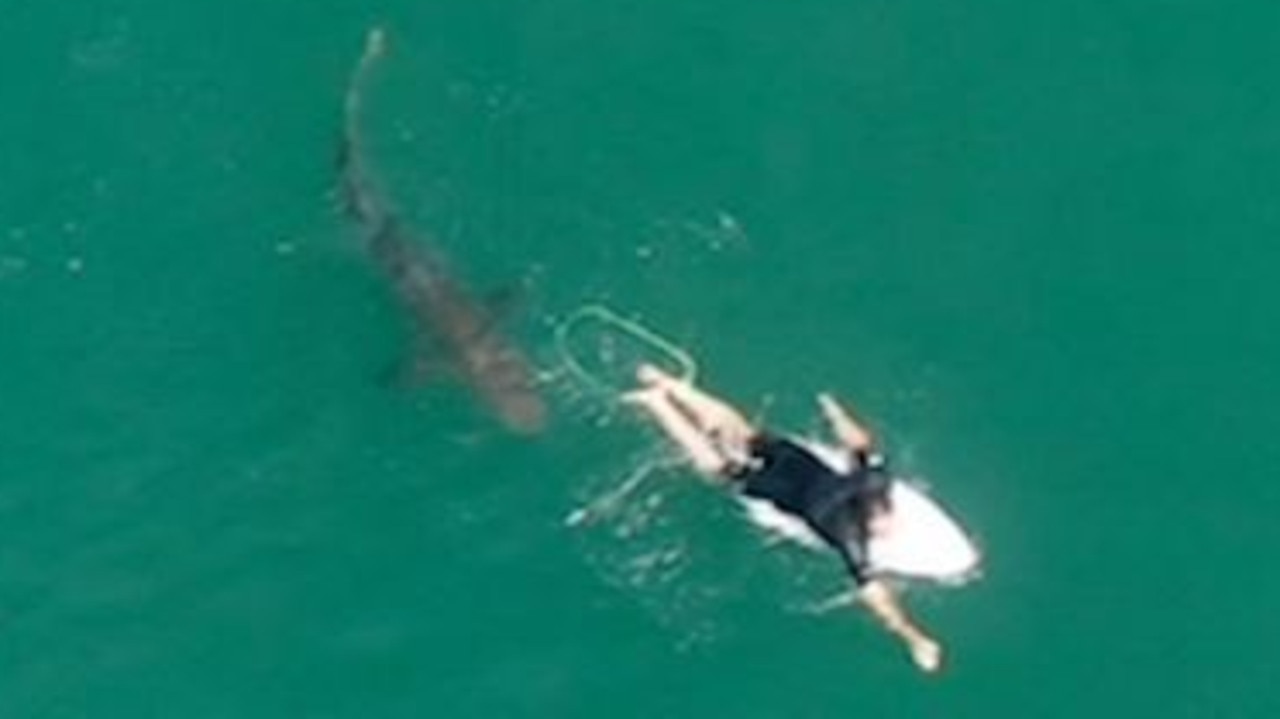 The 1.5m shark shadows Matt Wilkinson just off Sharpes Beach at Ballina. Picture: Surf Life Saving NSW