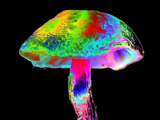 Magic mushroom, computer-enhanced composite image.  Getty - VICTOR de SCHWANBERG/SCIENCE PHO