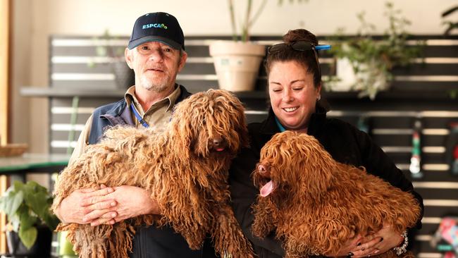 RSPCA Tasmania workers Paul Wyld and Lauren Chenhall with two of the rescued labradoodles at Wags and Tails in Launceston. Picture: Stephanie Dalton