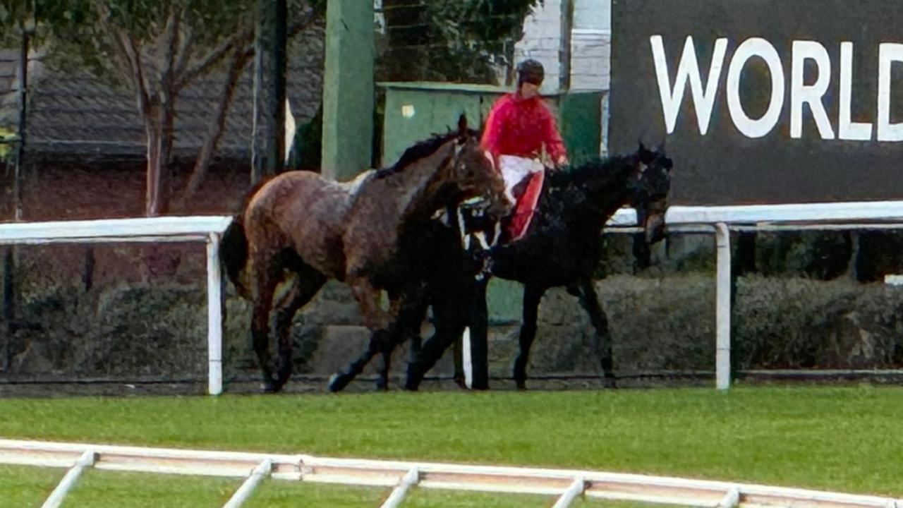 Via Sistina is captured after J-Mac was dislodged during her gallop at Breakfast With The Best Picture: Racenet