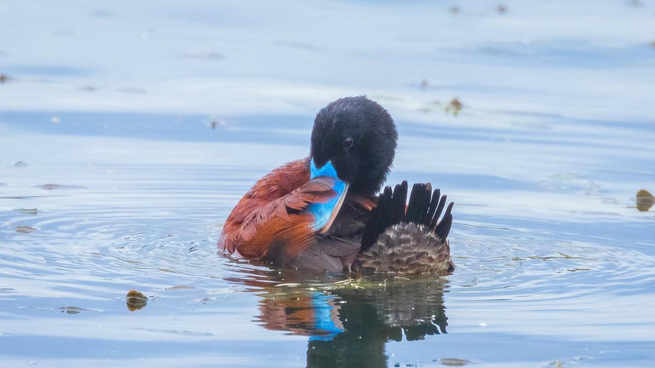 Blue-billed ducks at Lake Knox have flourished in the ecosystem.