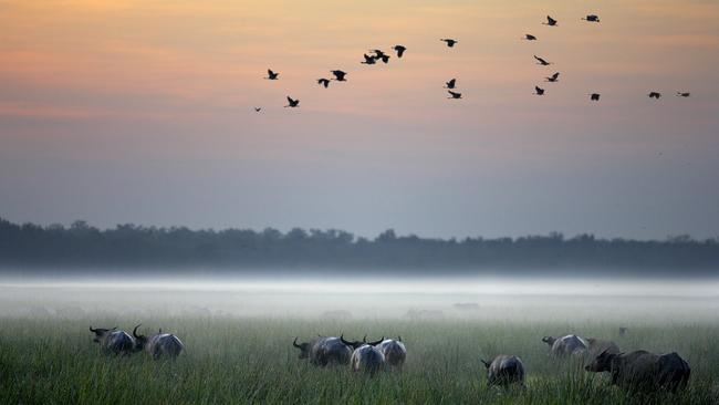 Buffalos and magpie geese at sunrise on the floodplain.