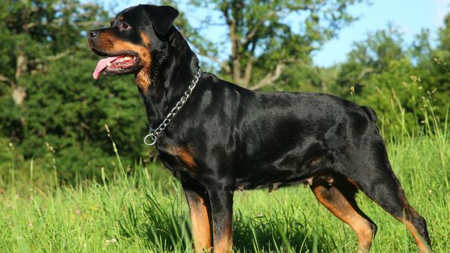 Two rottweilers have been seized. File picture.