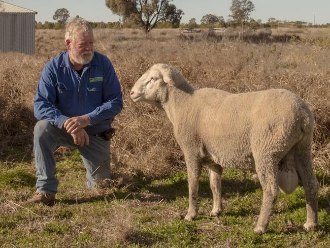 Karbullah Poll Merino stud owner Mark Murphy with a sire at Goondiwindi in Queensland..