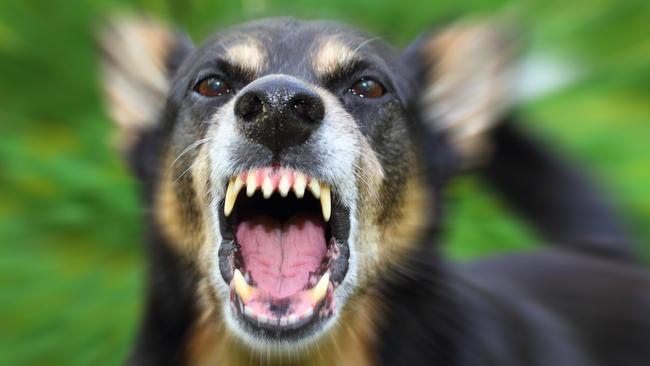 A shocking number of dog attacks were reported across NSW.