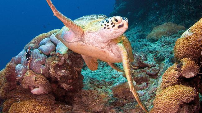 Great Barrier Reef named world’s best to visit, US World Report ...