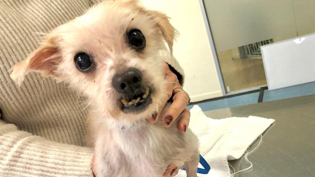 Peanut the dog presented at the Australian Animal Protection Society’s Bangholme shelter in a shocking condition. Picture: AAPS