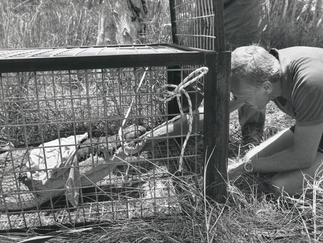 Conservation Commission Rangers untie the 3.6m crocodile yesterday after it was caught in a trap on the Cox Peninsula.