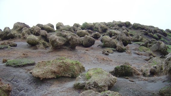 West coast tussock destroyed by rabbit grazing before pest eradication project. Picture: Dana Bergstrom