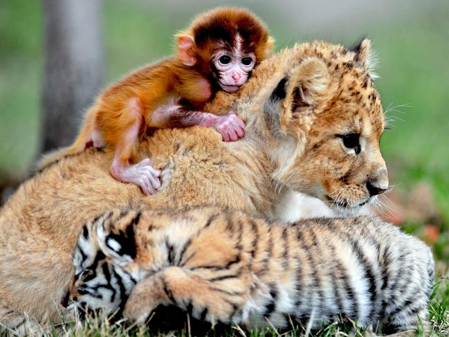 A triplet of baby monkey, tiger and lion cuddle at the animial kindergarten of a zoo in Shenyang, capital of northeast Chinas Liaoning Province. Picture: Caters