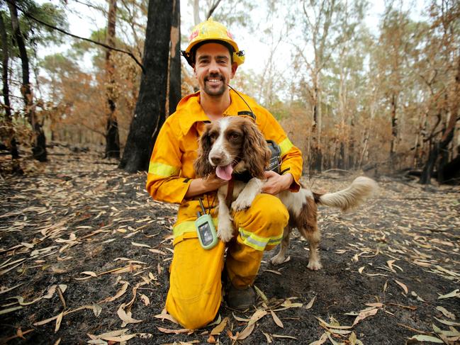 Ryan Tate from TATE Animal Training Enterprises with his Springer Spaniel Taylor the Koala detection dog, searching the fire ground near Port Macquarie for burnt or injured koalas. Picture: Nathan Edwards