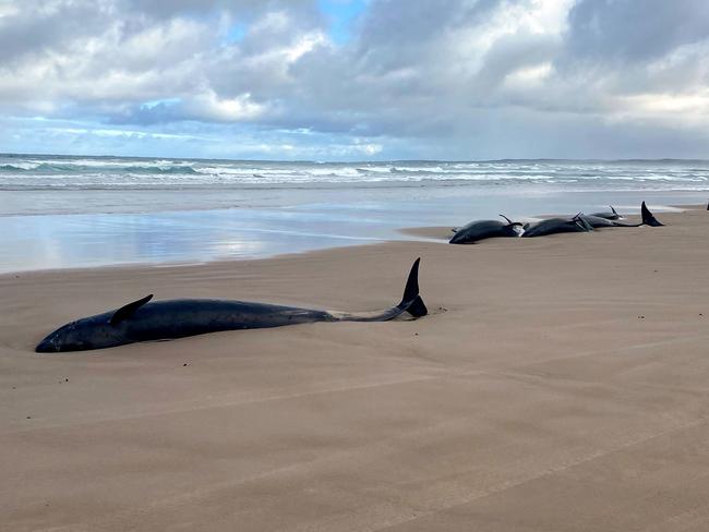 False killer whales can reach up to six metres (20 feet) in length and are known as a highly social species that gathers in pods of 50 or more. (Photo by Handout / Department of Natural Resources and Environment Tasmania / AFP)