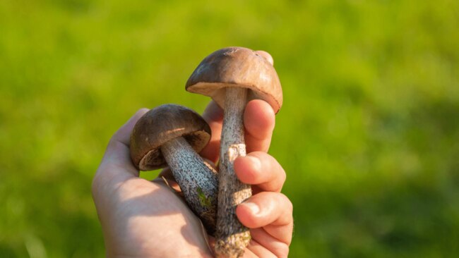 Mushrooms are rich in a natural vitamin D precursor. Image: Pexels