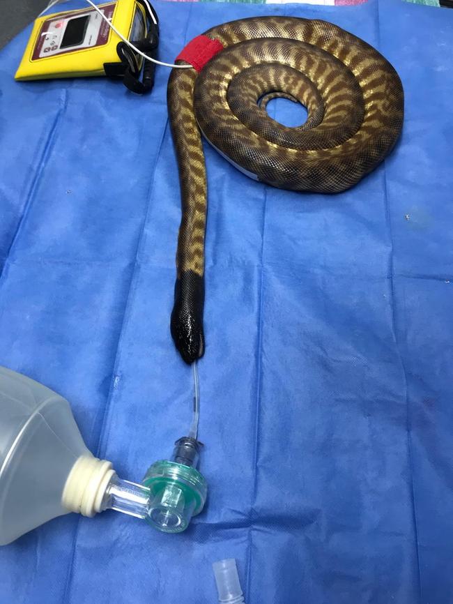 A pet, black headed python named Severus bit off more than he could chew recently, when he accidentally ate a pillow slip that became tangled with his food. Credit: HerpVet, Mt Ommaney.