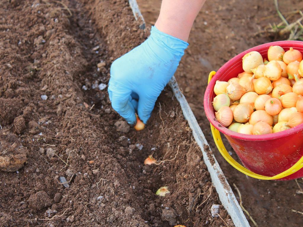 Plant veggies that you like to eat often.