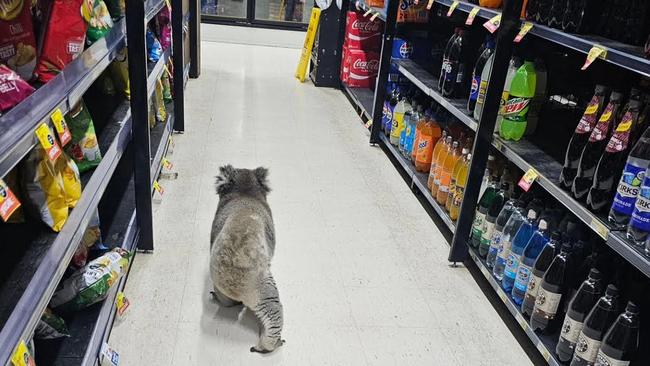 The koala decided to pay the Meeniyan IGA a visit last week. Picture: Instagram/@meeniyanigalocalgrocer