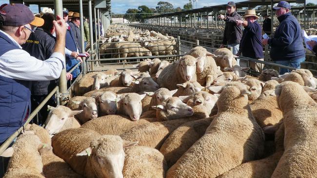 Raise the baa: Auctioneer Chris Nevins, FP Nevins &amp; Co, selling export lambs at Bendigo last month.