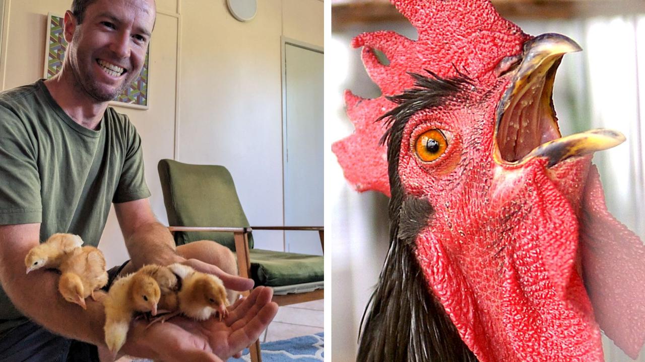 Fair play or council cluck up?: Chook limits soon enforced