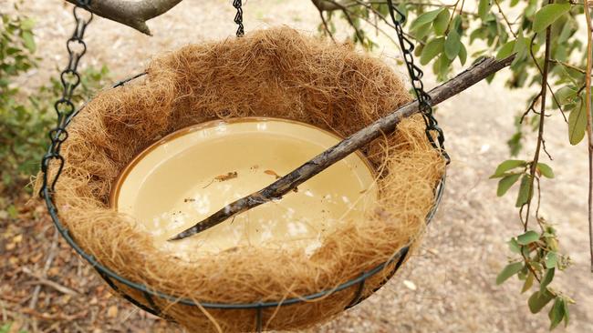 Crystal Ocean Wildlife operator Brenda Marmion said a simple solution for the public to help possums was to hang a basket with a plate of water and a stick. Picture: Norm Oorloff