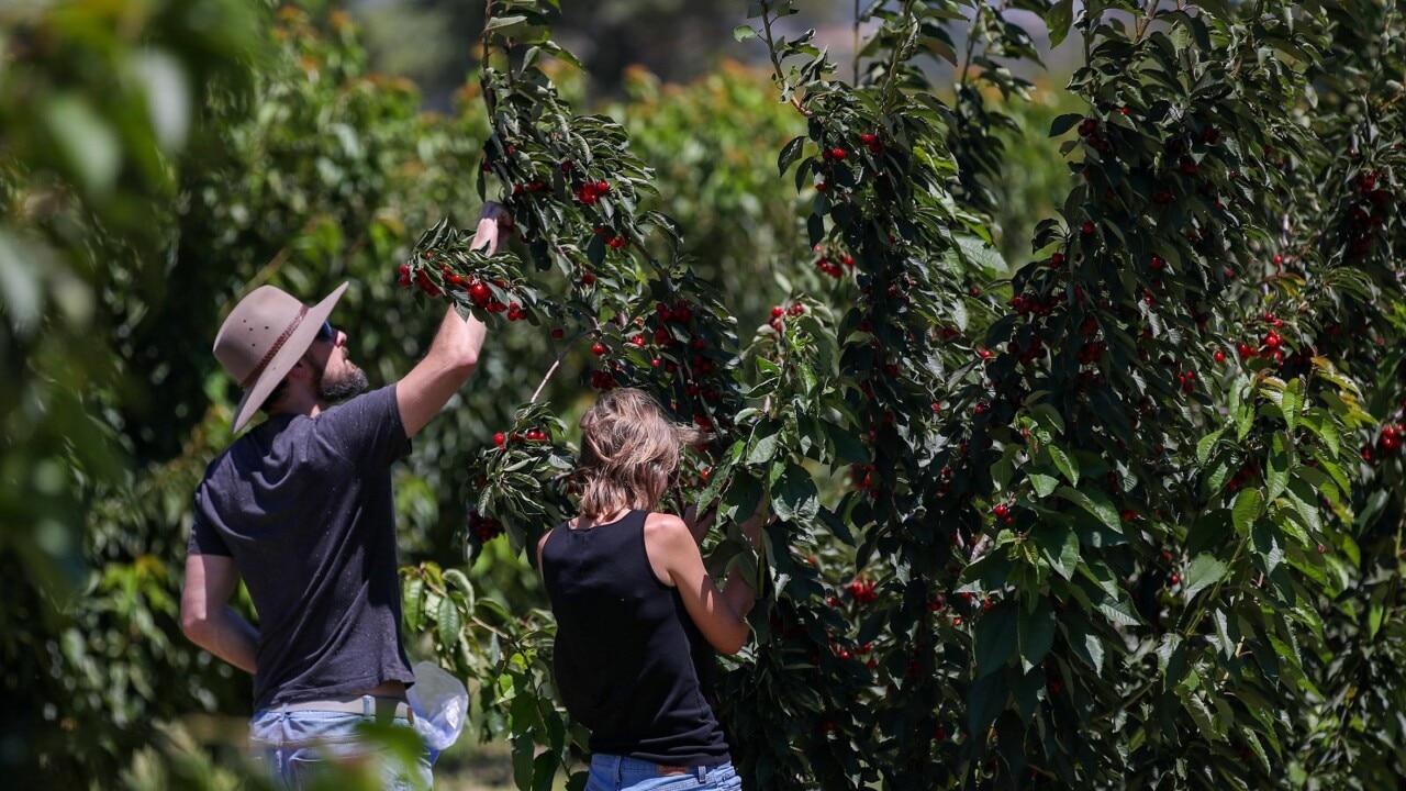 Damage from Tropical Cyclone Jasper could raise the price of Australian fruits