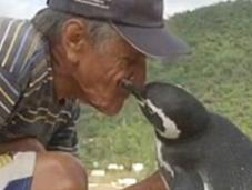 Penguin swims 8000km to visit soulmate each year